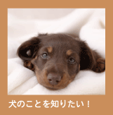 犬のことを知りたい!