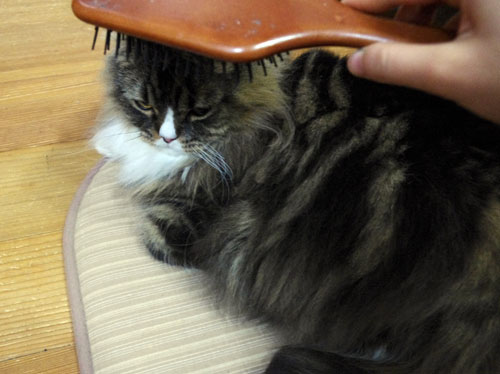 猫イメージ