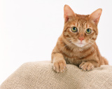 猫イメージ
