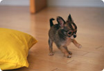 子犬