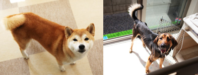 おまめちゃんとごまちゃん