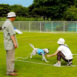 訓練中の飼い主と見守る山本さん