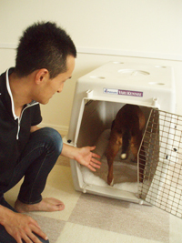 犬がハウスに入ってもまだ扉を閉めない