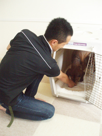 犬がハウスの中に入ったらフードをあげる
