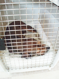 犬が落ち着けるように配慮する