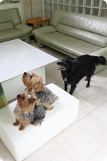３匹の犬とリビング