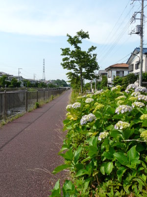 恩田川沿いのサイクリングロード