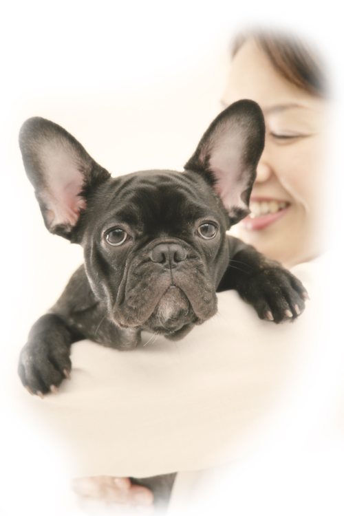 犬イメージ