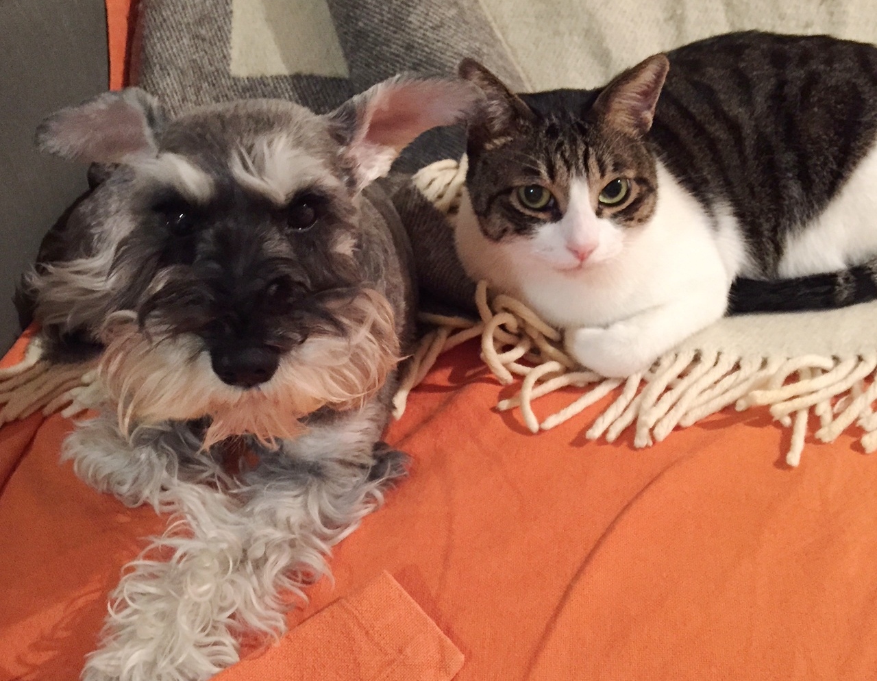 犬と猫との住まいの工夫 第２回 狭小住宅のアイディア Goron By ペット共生アドバンスネット