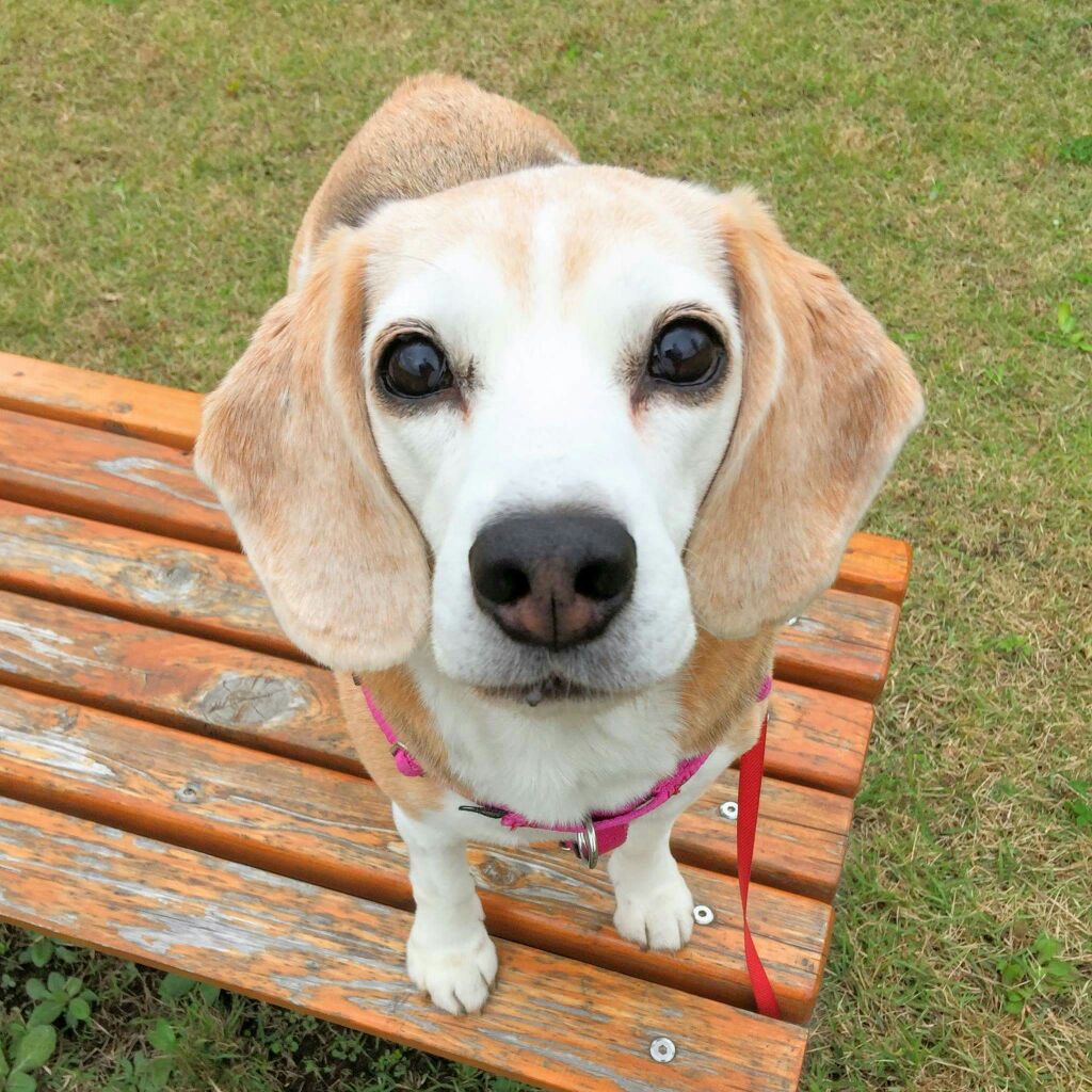 大変な犬ほど楽しい ビーグル２頭のいたずらや散歩の引っ張り 生活の危機を感じた日々から トレーニングを通じて生まれた絆 桜沢ルミさん Goron By ペット共生アドバンスネット