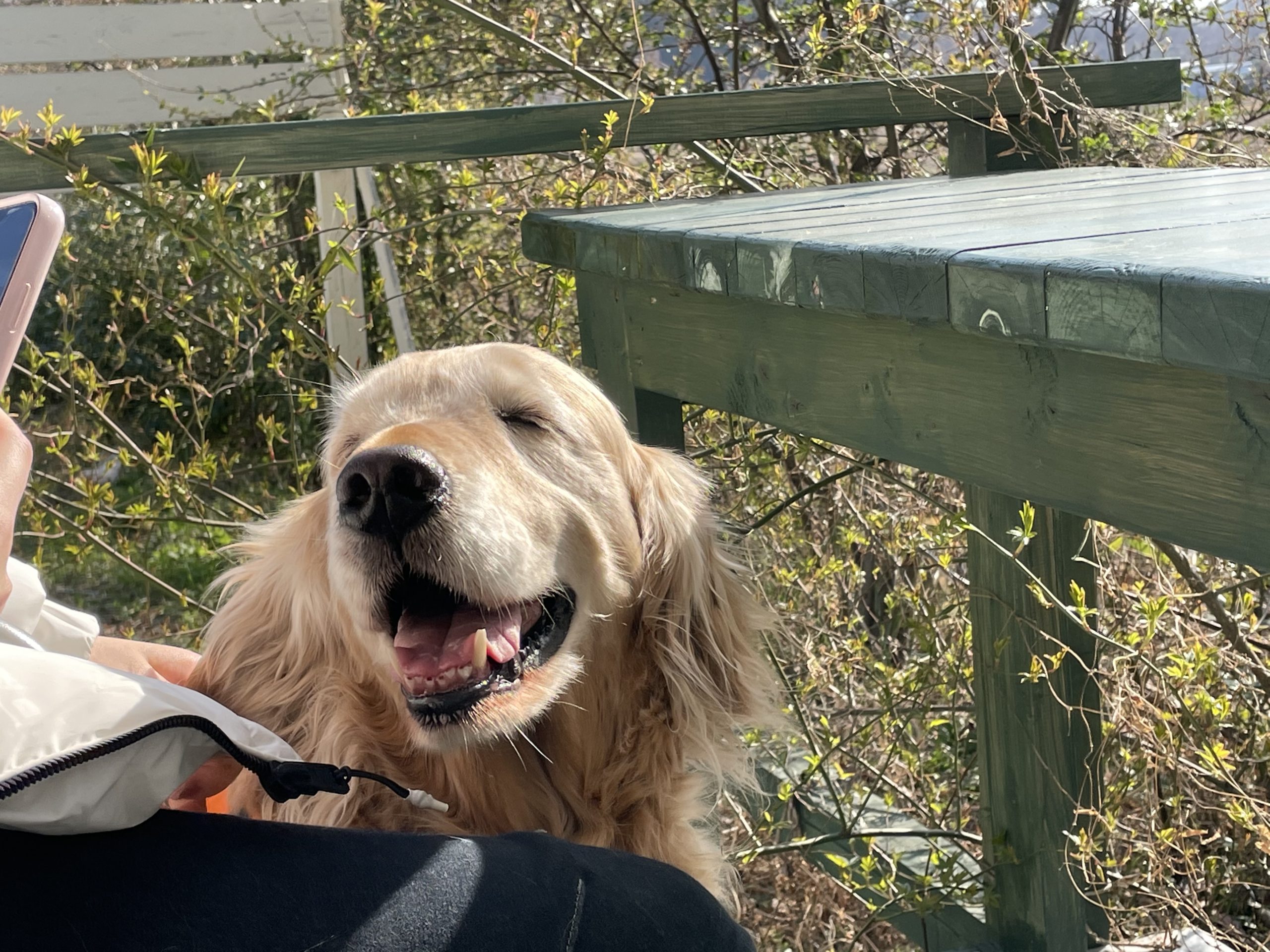 分かるともっと可愛い！楽しい！犬の行動や仕草の意味 ～行動編～ GORON by ペット共生アドバンスネット