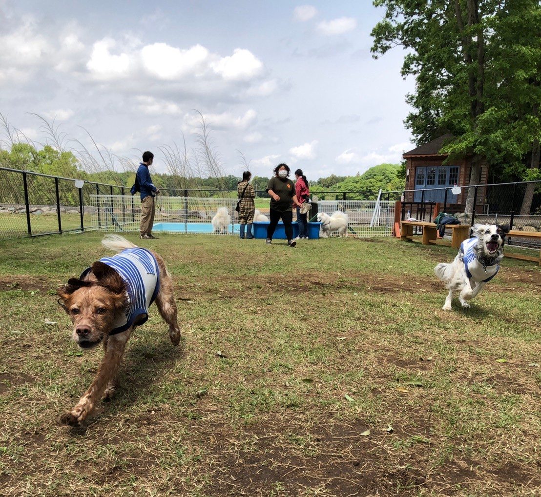 大自然に囲まれたドッグラン 愛犬と一緒に過ごせるおしゃれな施設がニューオープン Goron By ペット共生アドバンスネット