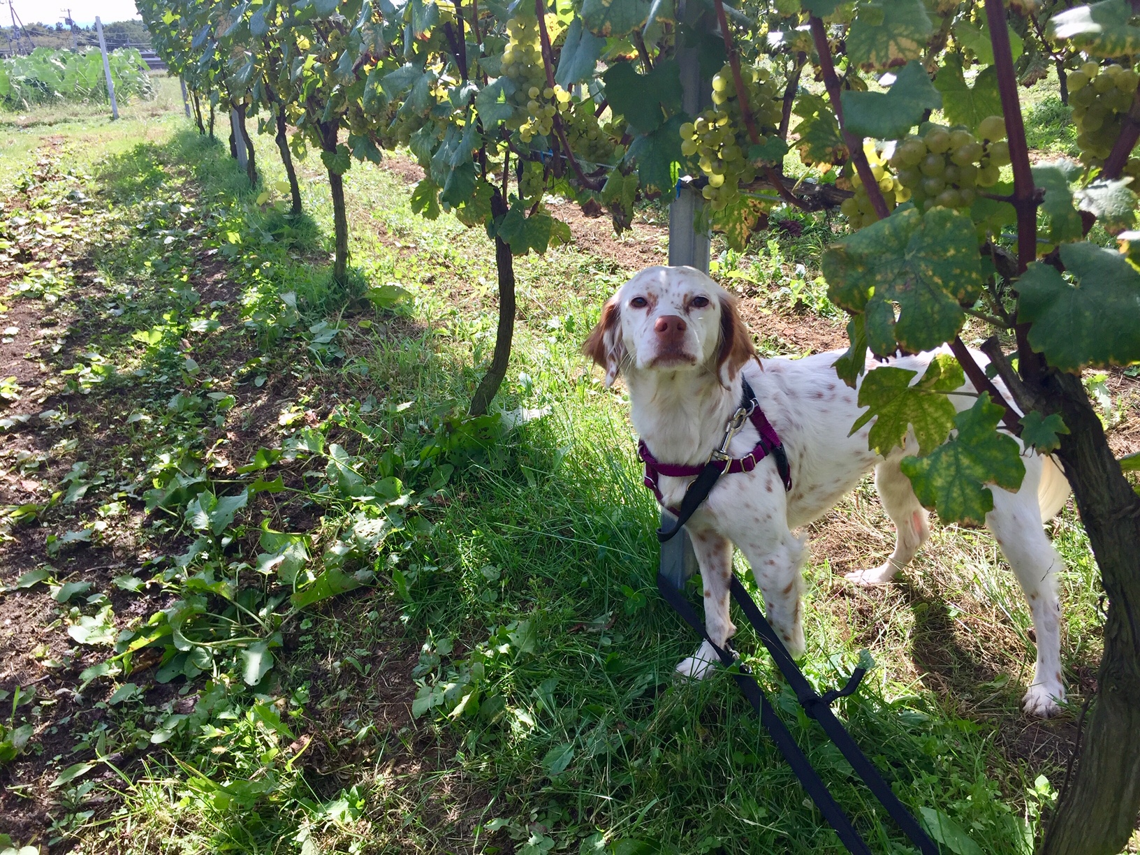 ペットのトラブル対処法 第5回 誤食編 ぶどう 犬がぶどうを食べたとき Goron By ペット共生アドバンスネット