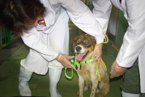 ちばわん-動物愛護センターに収容されている犬