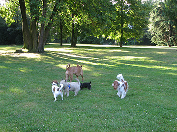 公園の犬たち